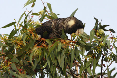 Baudin's Black-Cockatoo (Calyptorhynchus baudinii)